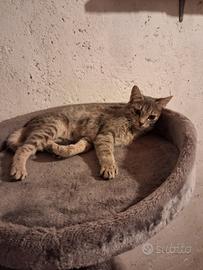 Cuccioli di gatto