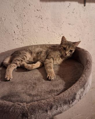 Cuccioli di gatto