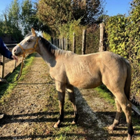 Puledro quarter buckskin