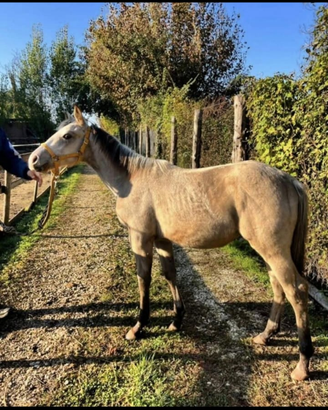 Puledro quarter buckskin
