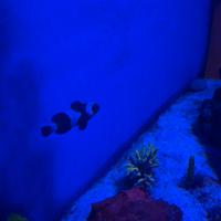 Pesce pagliaccio black