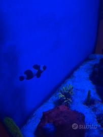 Pesce pagliaccio black