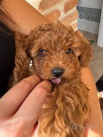 Cuccioli di barboncino vari colori