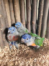 Pappagalli Lorichetto Arcobaleno DA IMBECCO