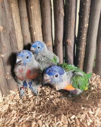 Pappagalli Lorichetto Arcobaleno DA IMBECCO