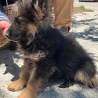 Cuccioli pastore tedesco pelo lungo