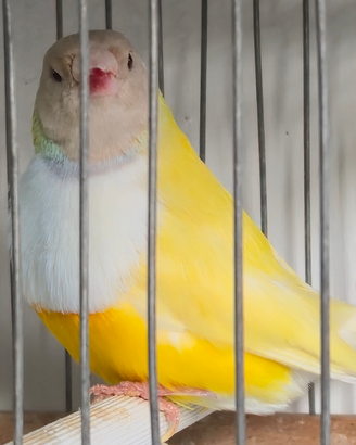 Diamanti del gould