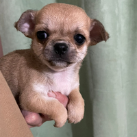 Chihuahua femmina