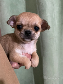 Chihuahua femmina