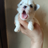 Maltese toy