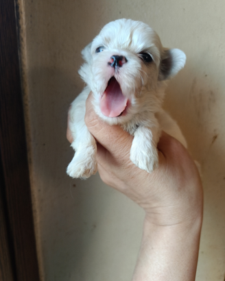 Maltese toy