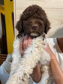 Cuccioli di lagotto romagnolo