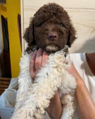 Cuccioli di lagotto romagnolo