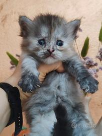Gattini siberiani ipoallergenici