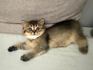 British Shorthair
