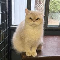 British femmina lilac golden