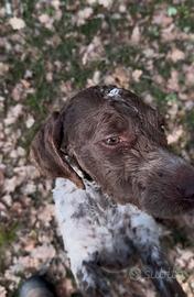 Cucciola da tartufo 9 mesi - Scava al naturale