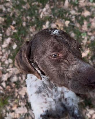 Cucciola da tartufo 9 mesi - Scava al naturale