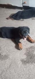 Rottweiler