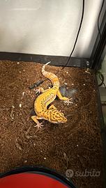 Geko Leopardino con teca