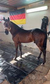 Pony