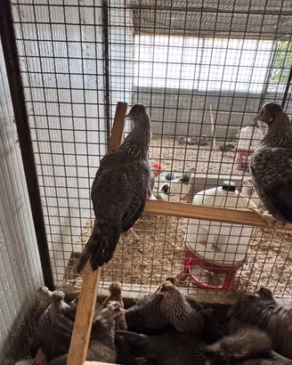 Galline legbar