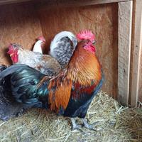 Gallo Gauloise