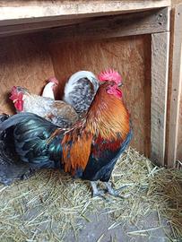 Gallo Gauloise