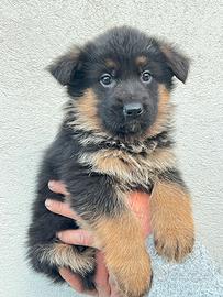 Cuccioli di pastore tedesco