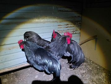 Pulcini uova Galli 2/3 mesi