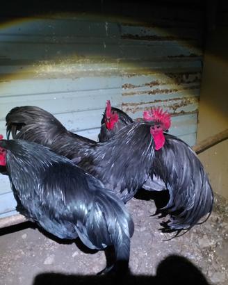 Pulcini uova Galli 2/3 mesi