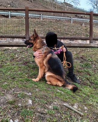 Femmina pastore tedesco