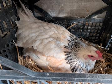 Galline Chiocce