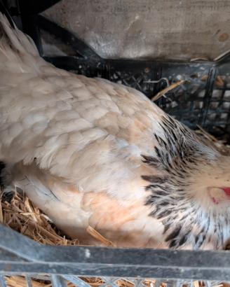 Galline Chiocce