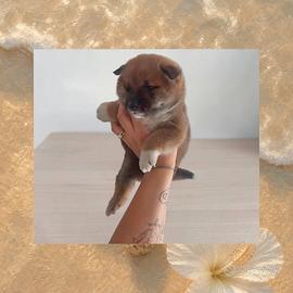Shiba inu con pedigree enci