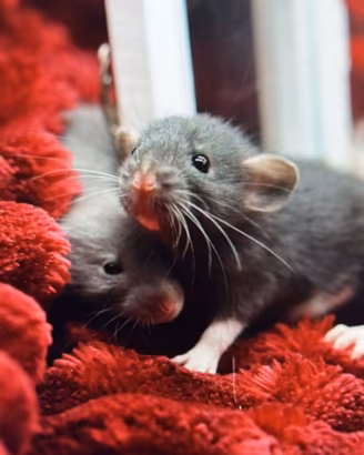 Ratto domestico