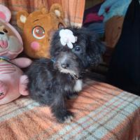 Maltipoo cucciola