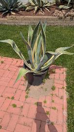 Pianta Agave in vaso