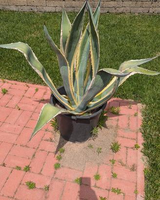 Pianta Agave in vaso