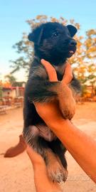 cuccioli di pastore tedesco