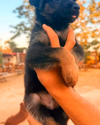 cuccioli di pastore tedesco
