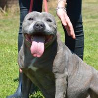 BOMBOLOTTO der. pitbull bello e buono