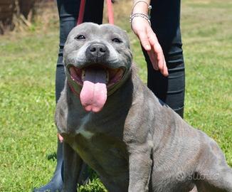 BOMBOLOTTO der. pitbull bello e buono