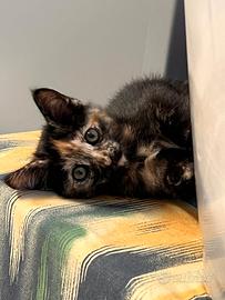 Gattina