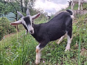 Capra