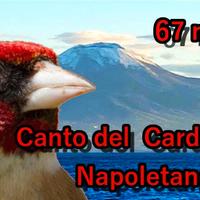 CD e USB canto cardellino napoletano