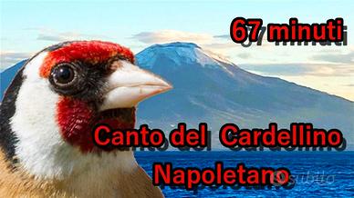 CD e USB canto cardellino napoletano