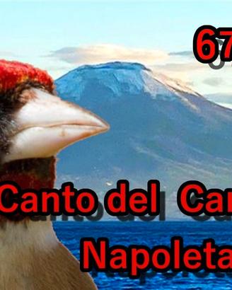 CD e USB canto cardellino napoletano