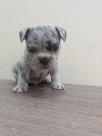 Bull dog