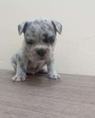 Bull dog